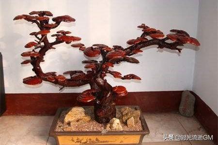 人工灵芝种植技术与管理视频 如何在乡下田里种植灵芝？