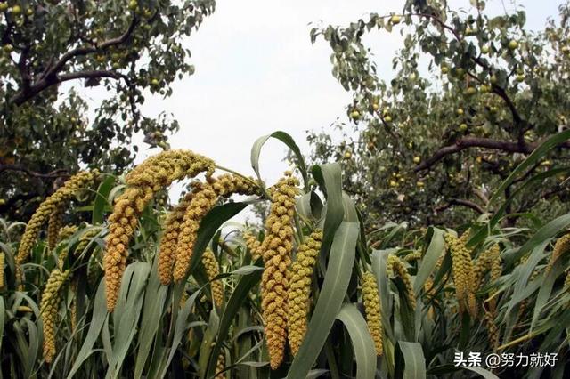 果园下种植什么好养活,果园下种植什么好养活呢