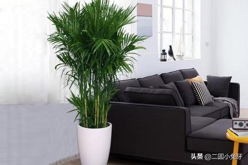 自己怎么修剪夏威夷竹子呢