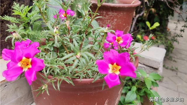 广东农村院子花园种植大全,广东院子适合种什么花