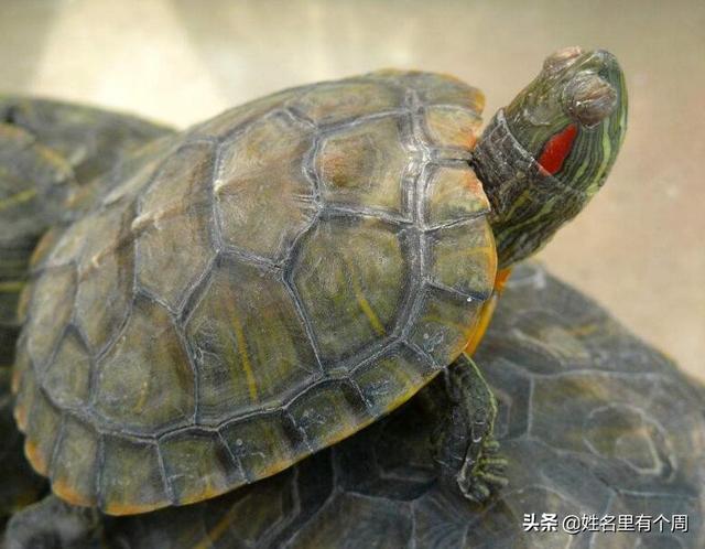 阳台养乌龟禁忌有哪些,第1张