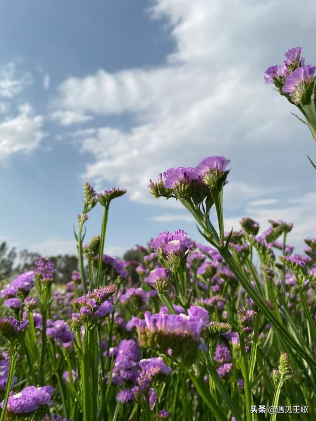 绿茶系统又在骗我攻略男神笔趣阁