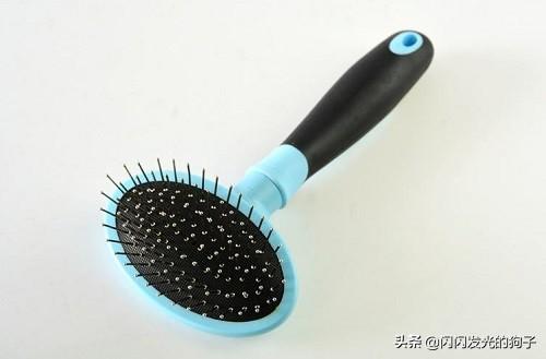 三个月边牧掉毛怎么办,第2张