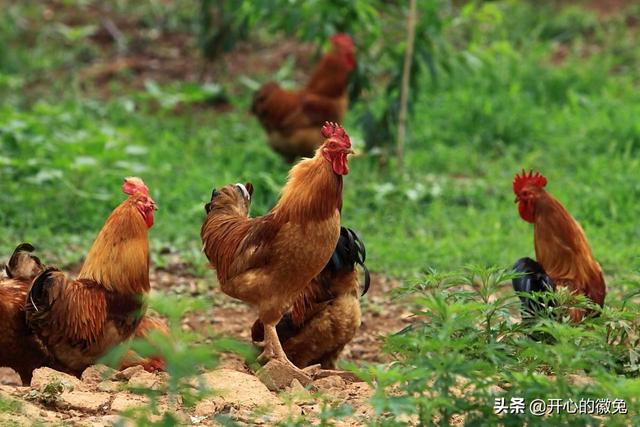 现在养殖土鸡杂样-现在养殖土鸡杂样好卖吗