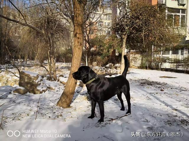 什么样的大型犬最好，最漂亮