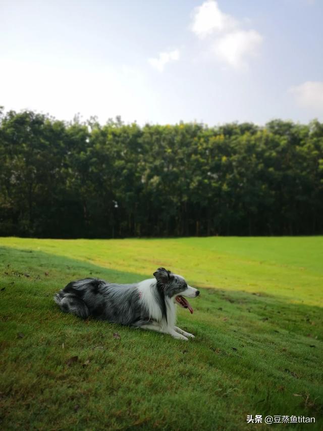 邊境牧羊犬圖片?金邊邊境牧羊犬圖片!