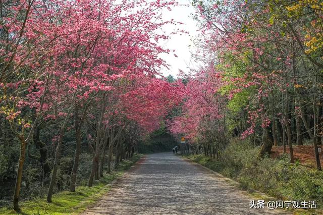 城市景观花卉有哪些-城市景观花卉有哪些种类