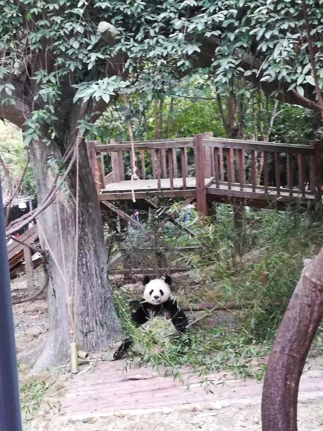 去成都旅游，请问哪些景点必去，住哪里比较方便