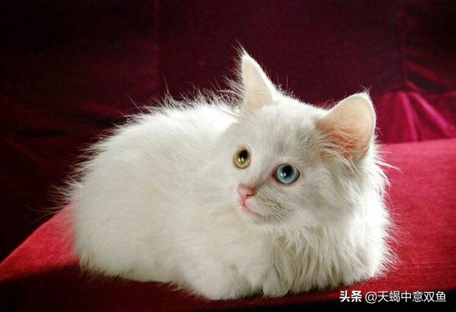为什么母猫会咬死小猫,第1张