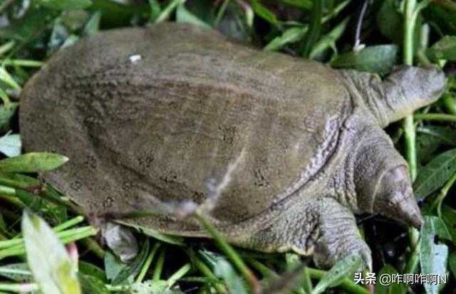 甲魚吃什么?甲魚吃什么東西能養活!