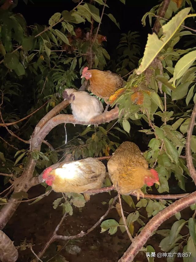 打包的烧鸡怎么吃才好吃(图3)