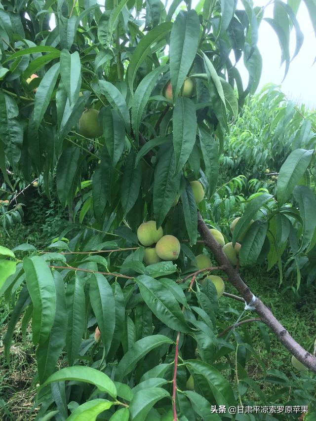 苗木种植土球直径怎么计算 施肥量