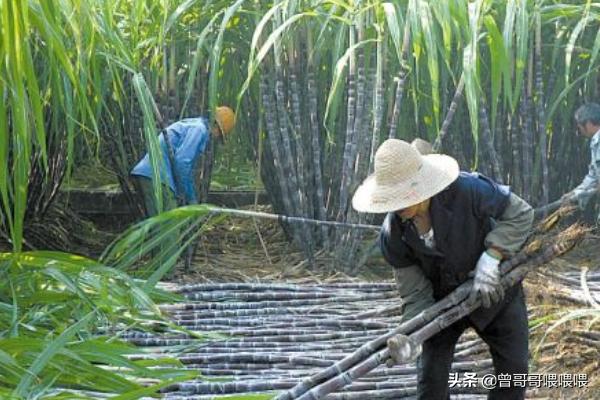 甘蔗怎么种植方法，甘蔗怎么种植方法步骤