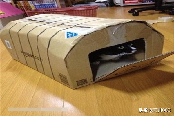 如何用纸盒做猫窝,第3张