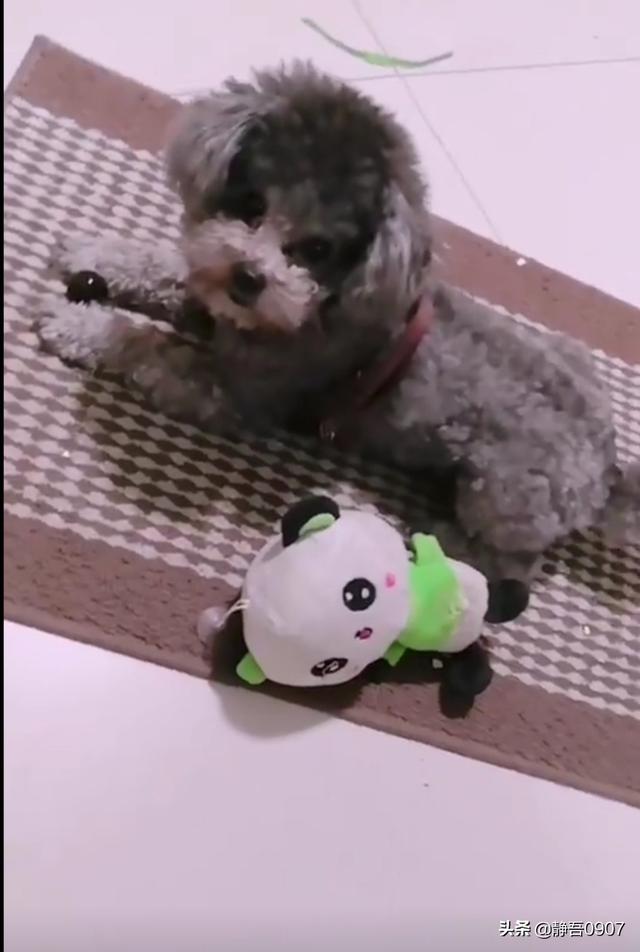 寵物美容吧?寵物美容貼吧!