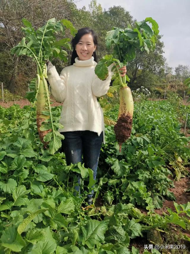 湖南青贮牧草哪里有卖