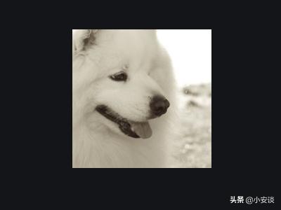 萨摩耶犬的叫声代表着不同情绪