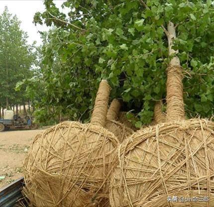 绿化种植土要求 养护多少天 草本植物,绿化种植土要求 养护多少天 草本植物