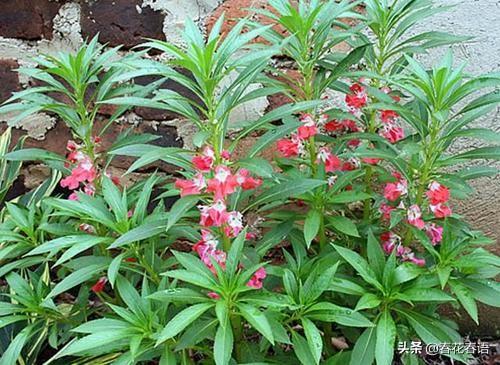 国家禁止用凤仙花染指甲（用凤仙花治灰指甲最快）