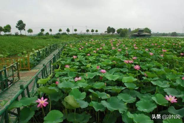 湖北蔬菜种植，湖北蔬菜种植4大基地