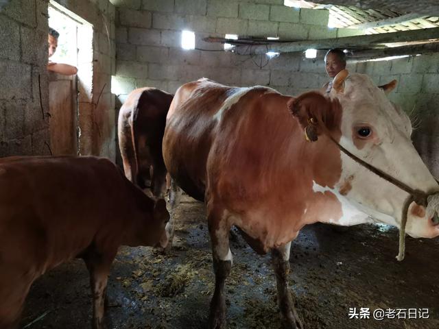 穷人养殖业什么最稳 广西小龙虾养殖条件与环境？