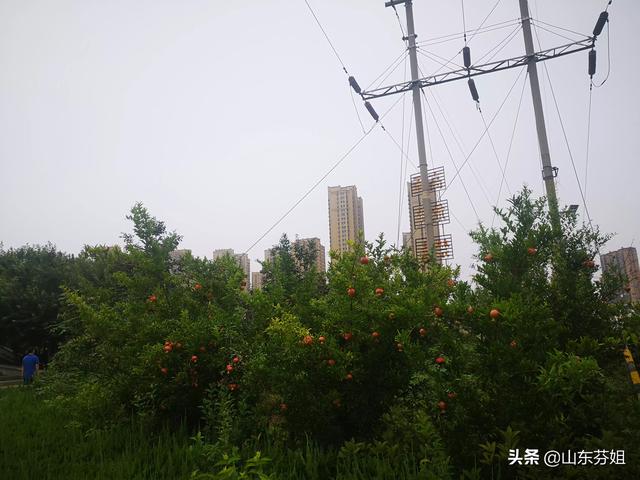 the lost city攻略 the lost cities-第1张图片-随然AIR主题