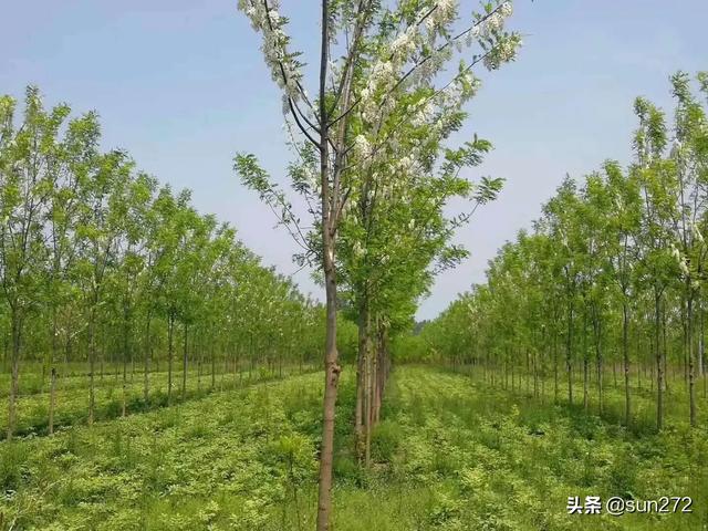 种植什么树最有前景,种植什么树最有前景呢