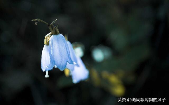 拍微距为什么用长焦？：长焦微距