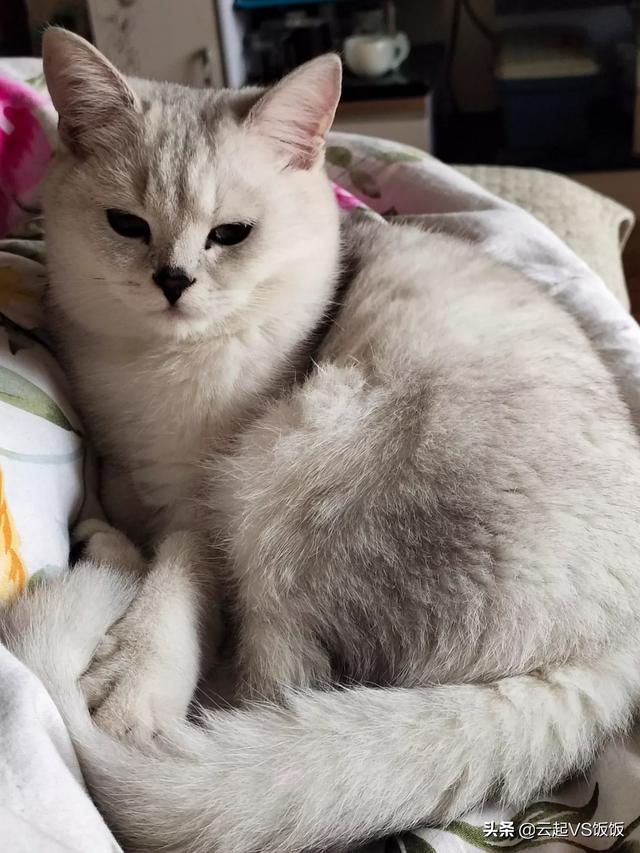 如果不喂猫粮，可以给猫猫做点什么吃