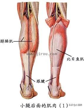 打篮球如何提高下肢力量？(打篮球怎样提高手臂力量)