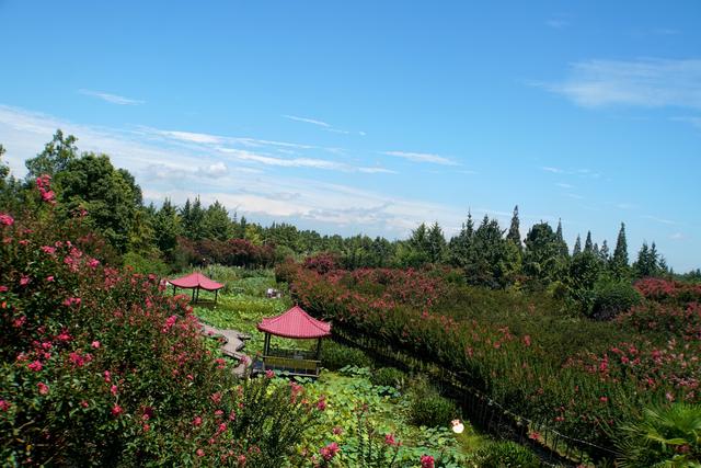 成都市紫薇树造型店在哪里