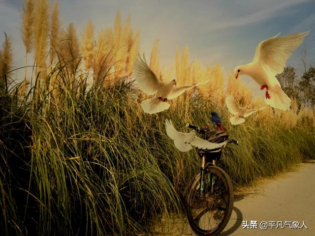 60退休了，天天无事做，真无聊，怎么办，六十岁后的心情句子
