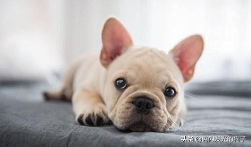 怎么训练宠物不挑食吃(图2)