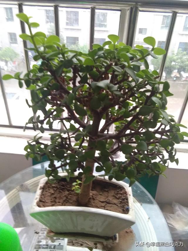 潍坊花卉直播带货? 潍坊花卉直播带货公司!