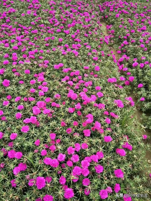 昆明景观花卉?昆明景观花卉批发市场!