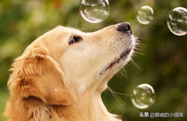 金毛犬有泪痕怎么办,第9张