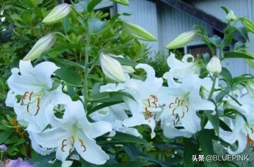 香水百合花? 香水百合花有毒吗 适合在室内养吗!