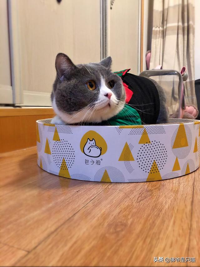 猫死了怎么办(家里养的猫死了咋处理)