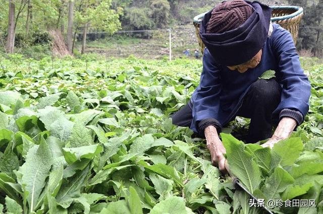 繁缕图片?繁缕图片 繁缕野菜图片!