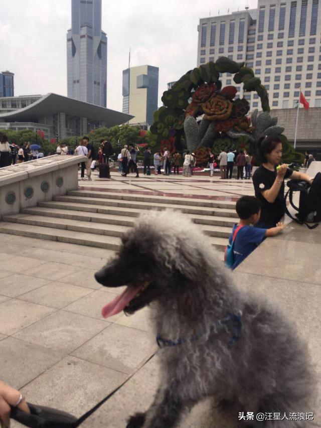 寵物行業現狀和未來?寵物行業現狀和未來發展!