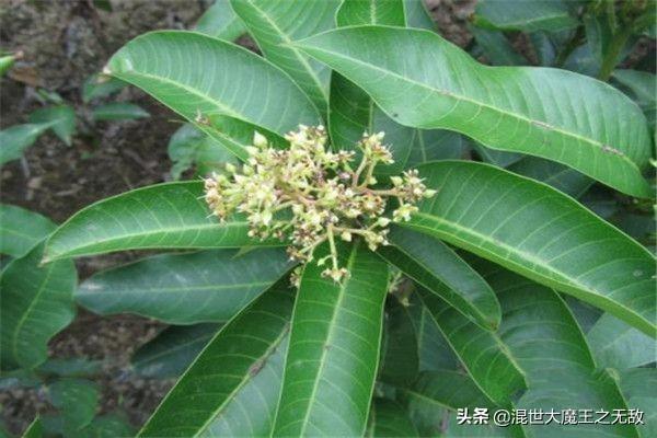 芒果盆栽种植方法，芒果盆栽种植方法(图文)