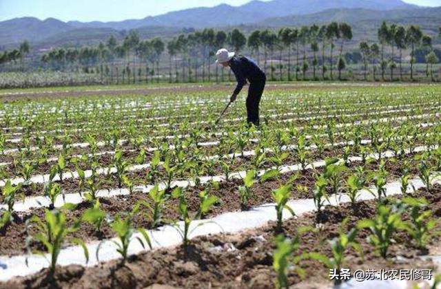 园林花卉和园林树木的异同 花卉有哪些 浇水方法-园林花卉和园林树木在园林中的作用有何异同点?