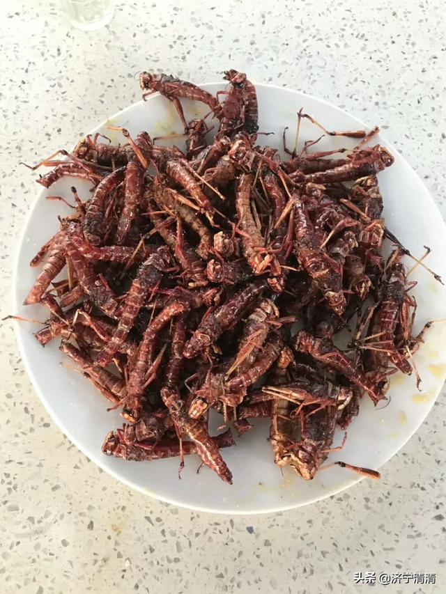 野生石蛙有没有寄生虫_野生石蛙有没有寄生虫呢