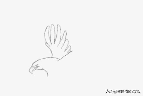 老鹰的素描图片 真鹰图片大全大图