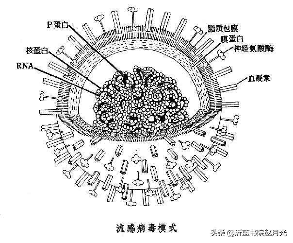 禹州粮食价格行情走势最新，禹州粮食价格行情走势最新消息