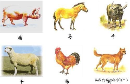 马被列为 六畜 之一的原因 六畜寿命最长哪一头？