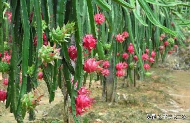 火龙果的种植方法，火龙果的种植方法与管理技术