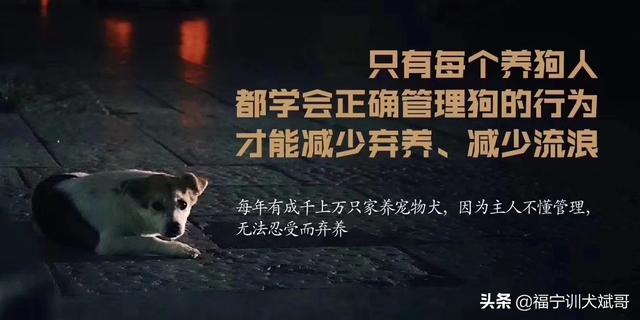 什么狗最好养,什么狗最好养又听话又干净,十大最省心狗排名不掉毛？