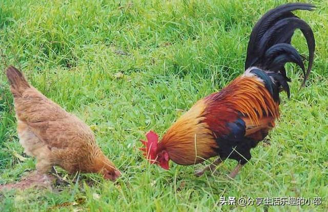 家禽养殖户怎样定位每个家禽的位置呢 养殖鸡的话一般找什么样的地方销售比较好呢？