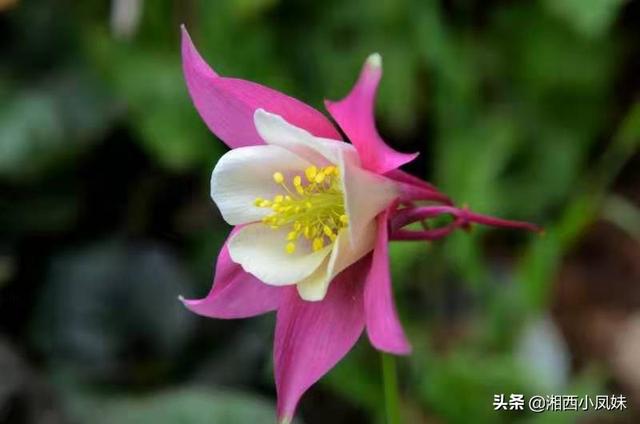 观花植物施什么肥为主,观花植物施什么肥为主最好